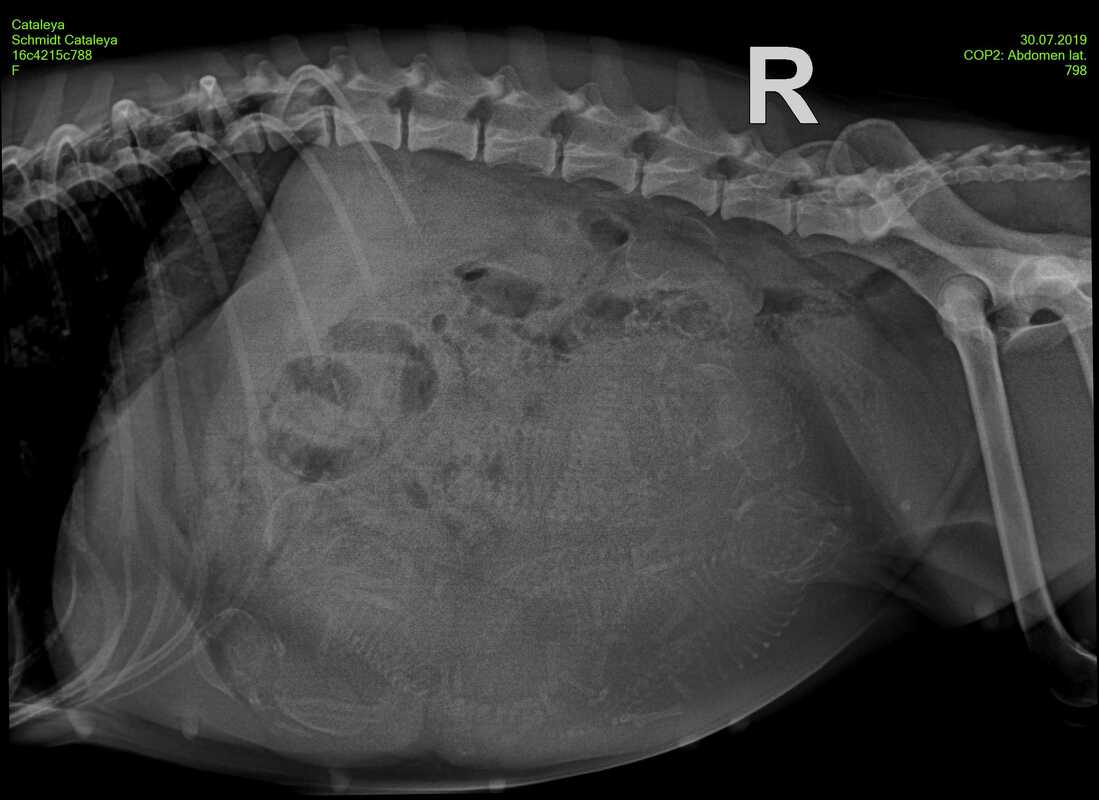 Röntgenbild von Cataleyas Baby-Bauch (30.7.2019)