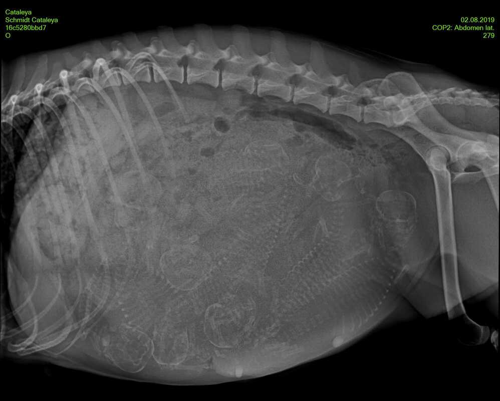 Röntgenbild von Cataleyas Baby-Bauch (2.8.2019)