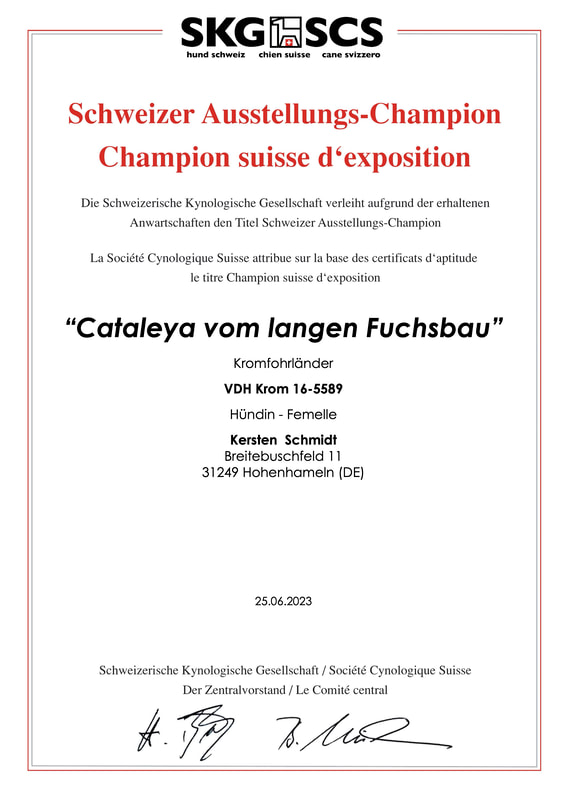 Cataleyas Champion-Urkunde „Schweizer Ausstellungs-Champion (SKG)“ vom 25.06.2023