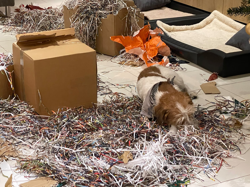 Kabou schläft inmitten des Geschenk-Papier-Chaos.