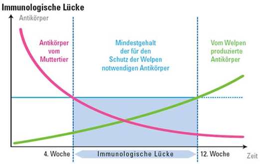 Schaubild der immunologischen Lücke